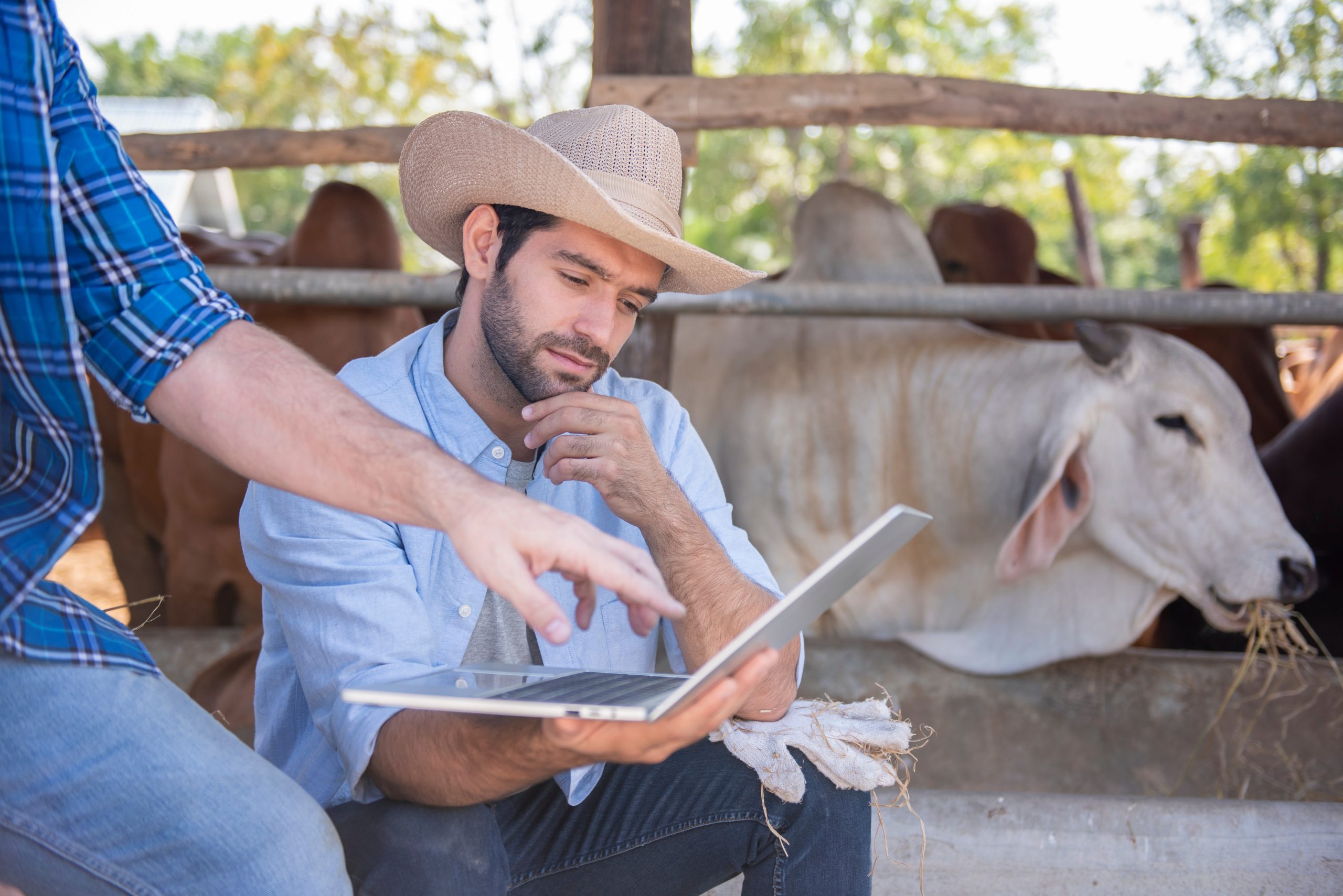 Two,Farmers,Sitting,Beside,Cows,Farm,And,Talking.,Smart,And